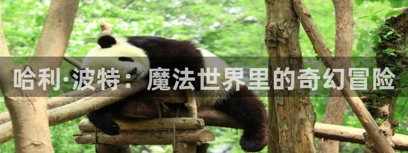 动漫天堂在线免费观看：哈利·波特：魔法世界里的奇幻冒险