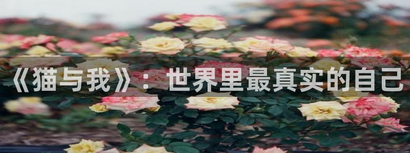 动漫天堂3d：《猫与我》：世界里最真实的自己