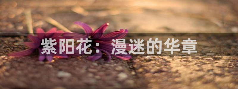 男人动漫天堂在线：紫阳花：漫迷的华章